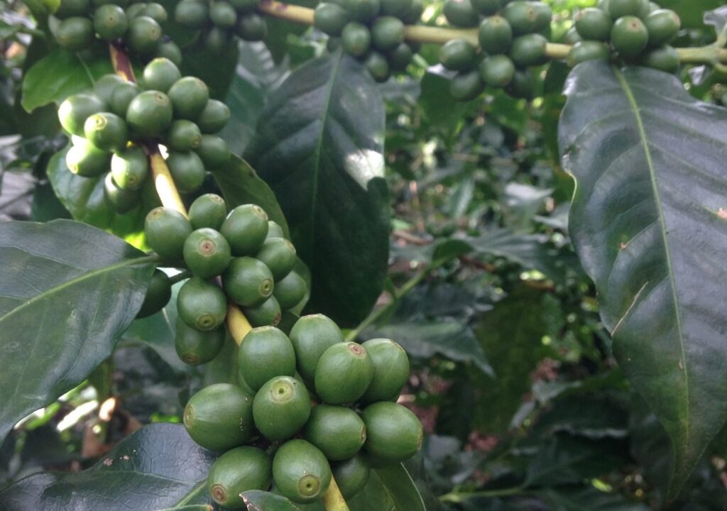 3分で理解できるコーヒーチェリーの構造｜COFFEE ROASTERY 101コーヒー豆の通販・オンラインショップ